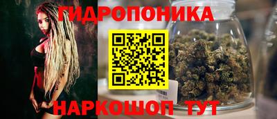 индика Кингисепп